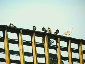 Low angle view of bird perching against clear sky