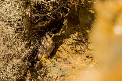 High angle view of giraffe in water