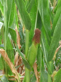 Close-up of plant growing on field