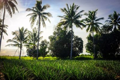 Trees on field against sky