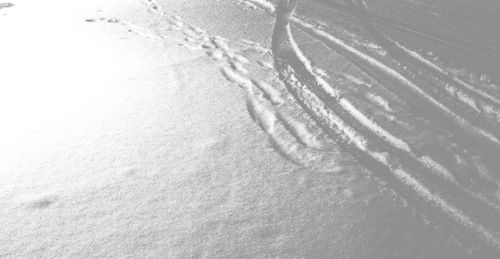 Snow covered trees