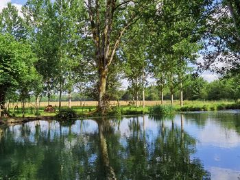 Scenic view of lake against trees in forest