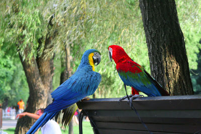 Exotic parrots