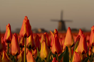 Close-up of orange tulips against sky