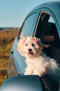 A happy french poodle mini puppy dog with hair clips looking out of a car window with the tongue out