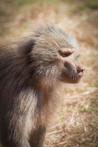 Close-up of monkey