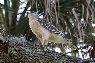 Close-up of bird perching on branch