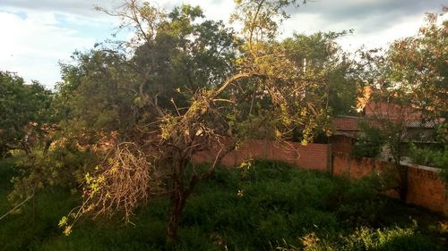 Trees on landscape against sky