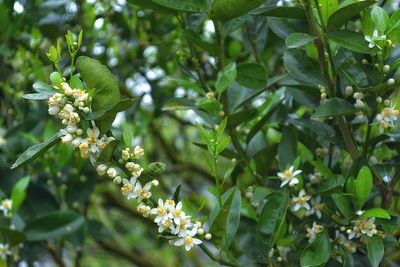 Close-up of plant growing on tree