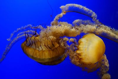 Close-up of jellyfish swimming in sea