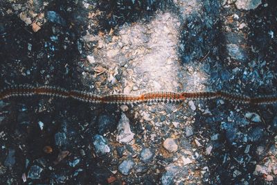 High angle view of caterpillars