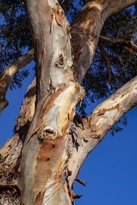 Low angle view of tree trunk against blue sky