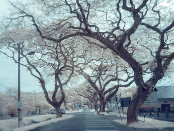 Empty road along bare trees