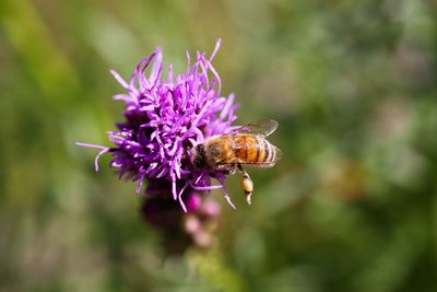 Close-up of insect pollinating on pink flower