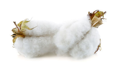 Close-up of a lizard on white background