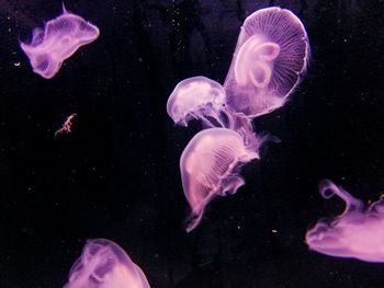 Close-up of jellyfish swimming in water