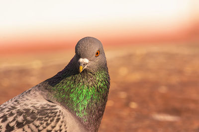 Close-up of pigeon on a wall against sky during sunset