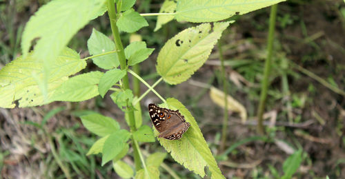 Butterfly on leaf