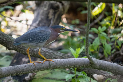 Adult green heron watches from a branch in the everglades