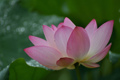 Close-up of pink flower