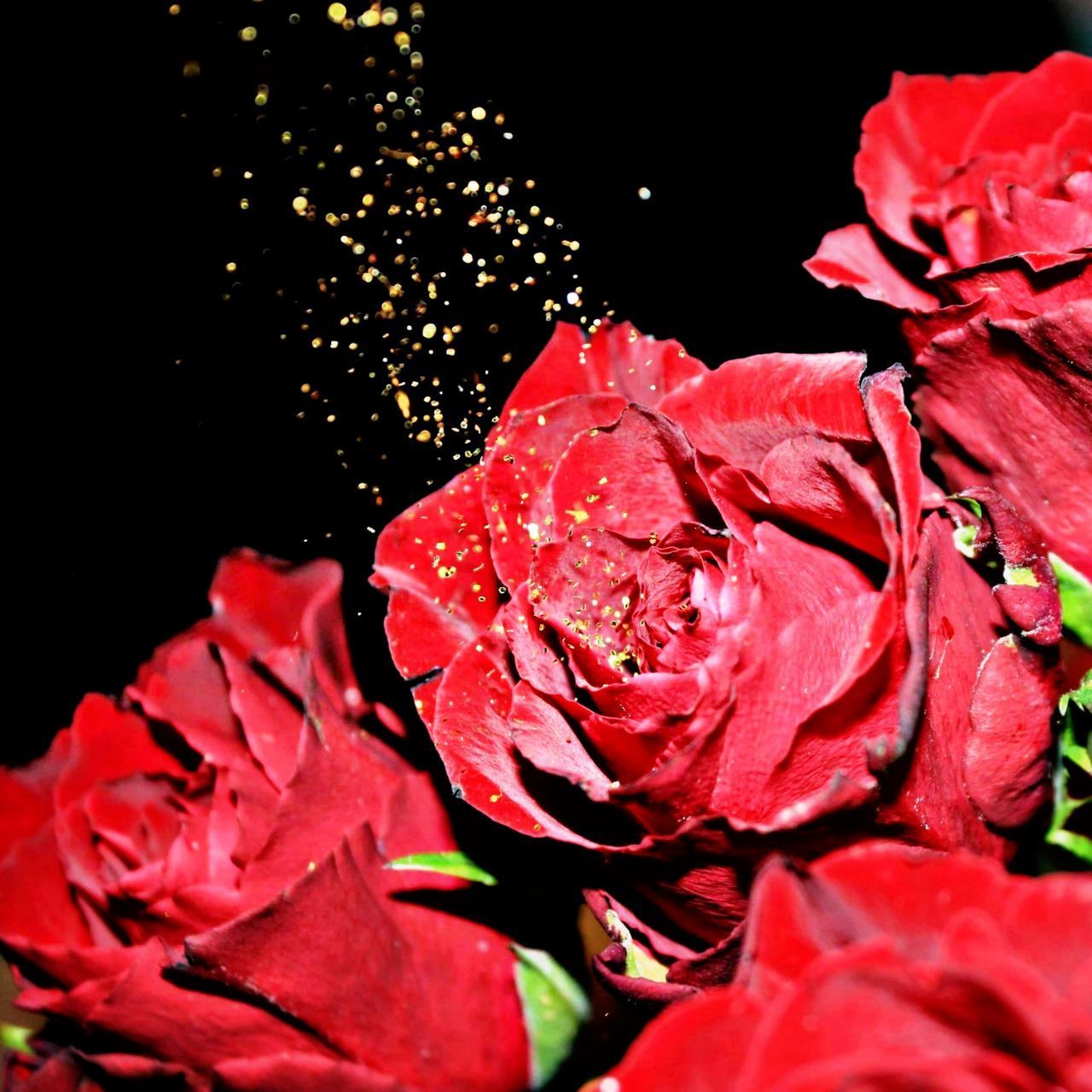 CLOSE-UP OF WET RED ROSES