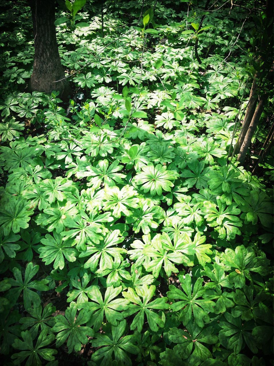 growth, leaf, tree, green color, forest, nature, plant, beauty in nature, tranquility, tree trunk, lush foliage, branch, high angle view, freshness, growing, outdoors, sunlight, day, no people, green