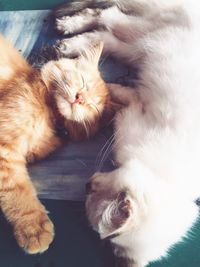 High angle view of cat lying down