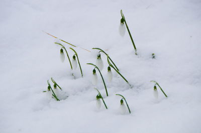 Close-up of snow