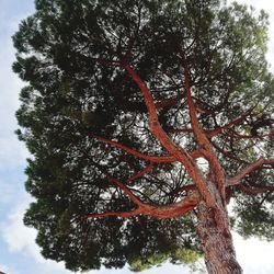Low angle view of tree in forest against sky