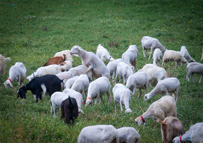 Flock of sheep on field