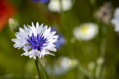 Close-up of purple flowering plant