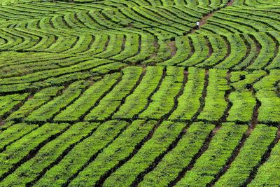 High angle view of corn field