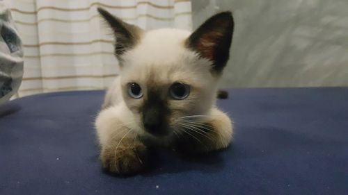 Close-up portrait of cat