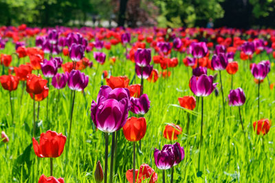 Close-up of multi colored tulips in field