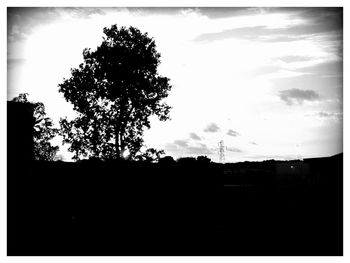 Low angle view of trees against sky