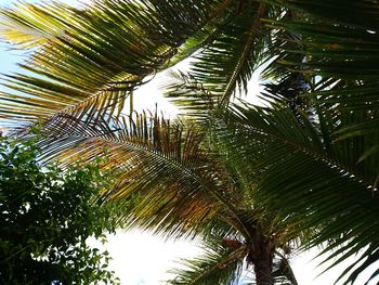 Low angle view of palm trees against the sky