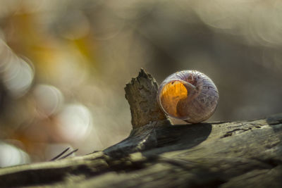 Close-up of animal shell on plant branch