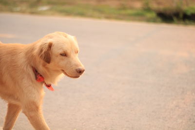 Dog standing on road