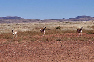 Horses on landscape against clear sky