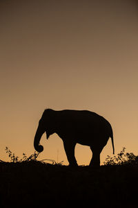 Silhouette of elephant on field against sunset sky