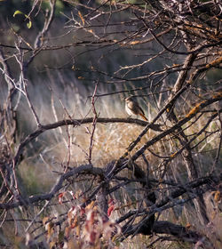 Bare tree in forest