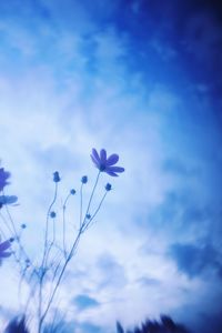 Low angle view of flowers against cloudy sky