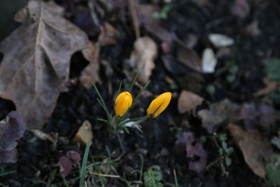 Close-up of yellow crocus blooming outdoors