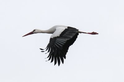Low angle view of bird flying