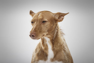 Close-up of a horse against white background