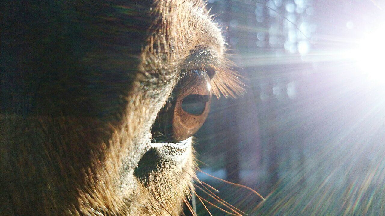 one animal, sunlight, one person, animal themes, domestic animals, mammal, close-up, sunbeam, lens flare, sun, sky, animal head, portrait, pets, looking away, headshot, part of, outdoors, day, front view