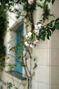 Close-up of white flowering plant against building