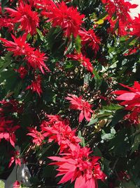 Close-up of red maple tree