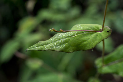 Close-up of wet plant leaves