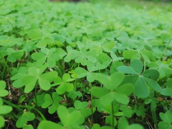 Full frame shot of leaves